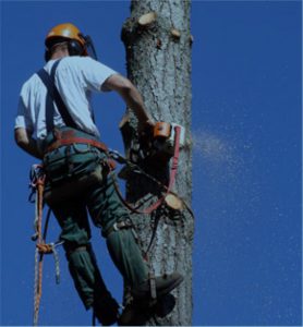 Tree Surgeon